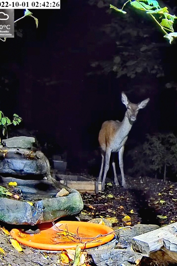 livebirdspoland_8c03409ecd40405d7dd098da8cf4a0d5.jpg