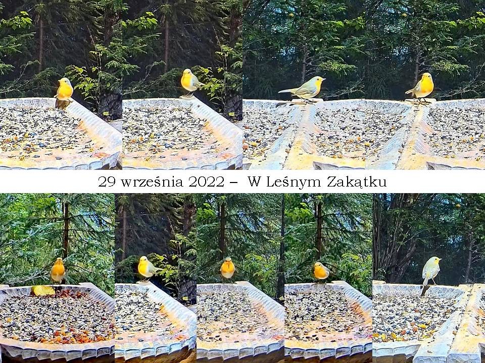 livebirdspoland_f86b99879db260169425de8bb7b67a72.jpg