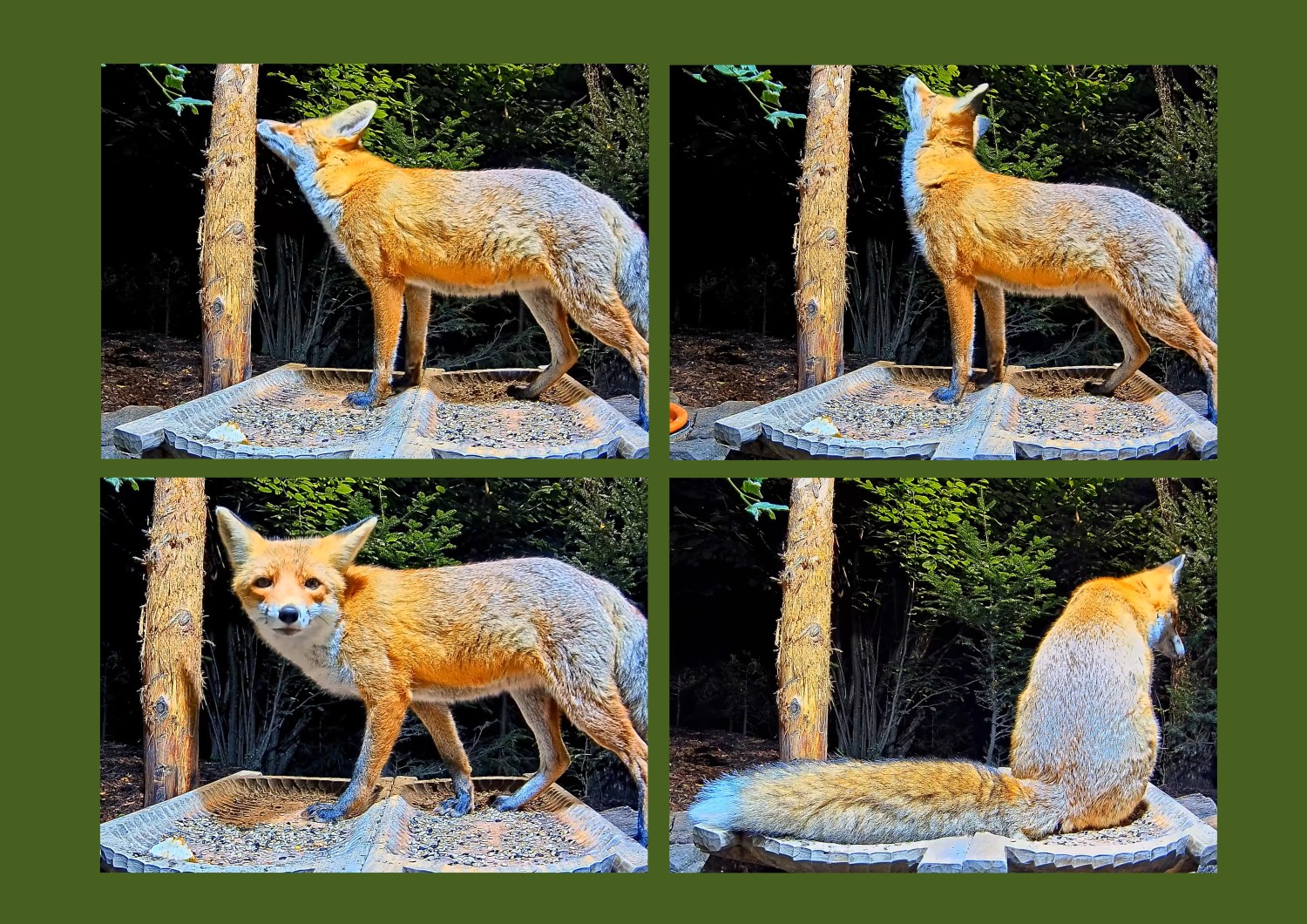 livebirdspoland_7a251597bbf1f9f08604aea9b96d5730.jpg