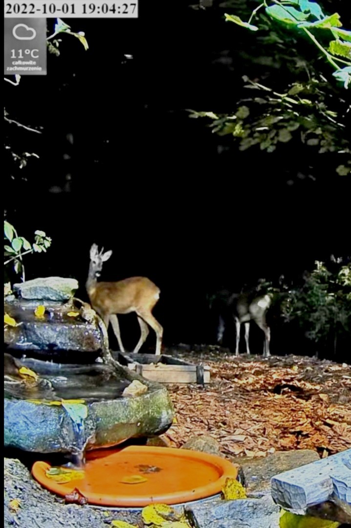 livebirdspoland_9037bae5483fb3dda71336cc6ad8ff55.jpg
