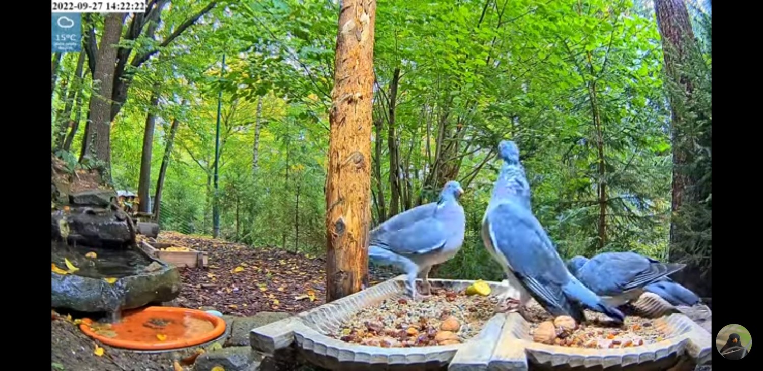 livebirdspoland_e8c03319410813fb7da5ffb390d5a02e.jpg