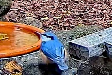 livebirdspoland_1734b313162e69fc75cecc6fd4550ffa.jpg