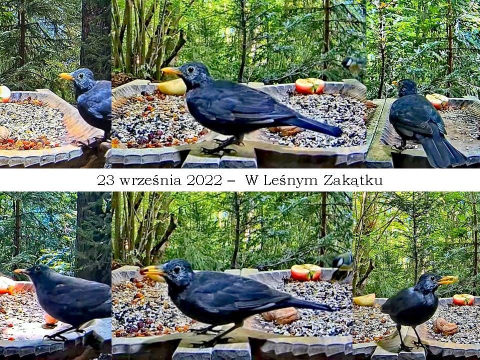 livebirdspoland_a871c781c66745e9de7397fc3d563014.jpg