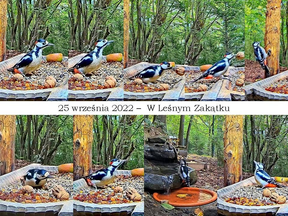 livebirdspoland_56f8597deb7c7048c0ac06462cbfdccf.jpg