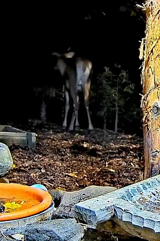 livebirdspoland_bc0a046910dfff11abffbcf155d37bcd.jpg