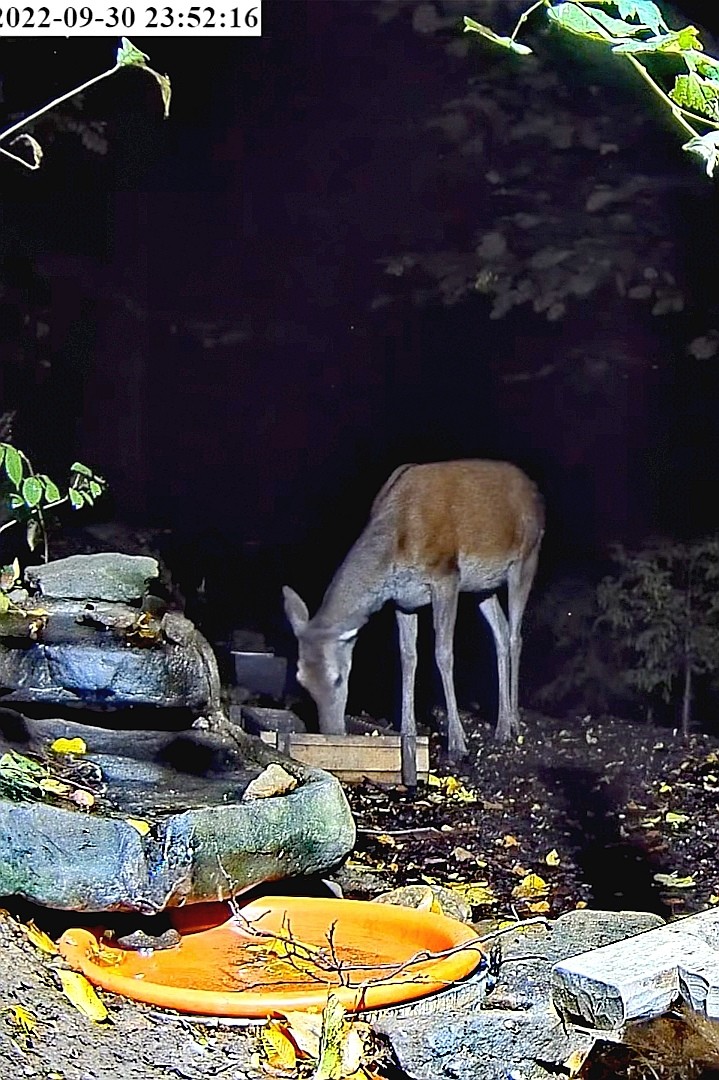 livebirdspoland_a2cf6fbb035b6b39a13f8551a72aa7d9.jpg