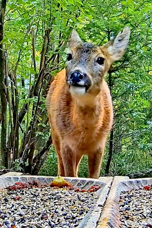 livebirdspoland_ffc9ab05936f732d3a9c920d0de3197f.jpg