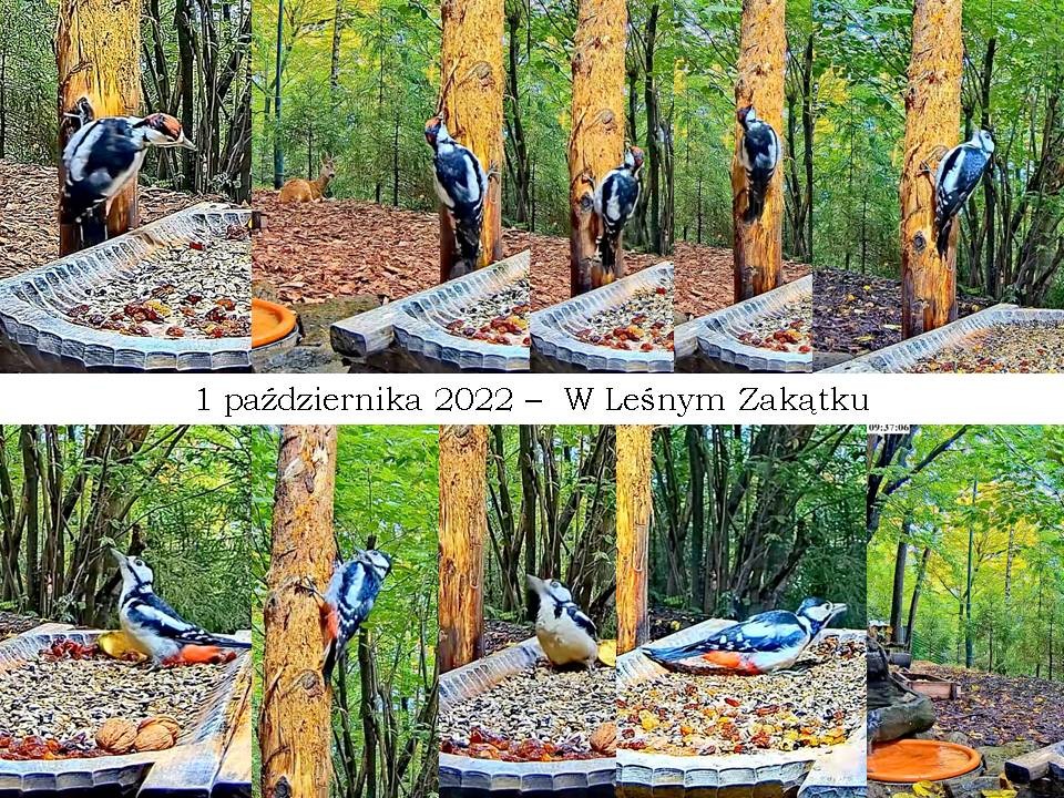 livebirdspoland_7af52ccdbf7a51e68c46c6c898f61c70.jpg