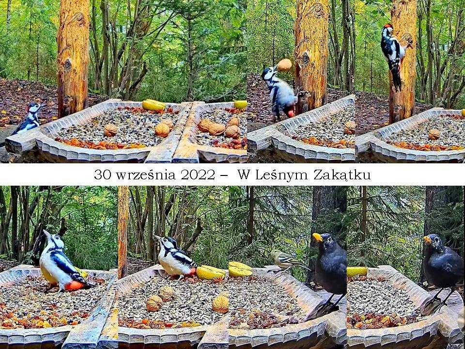 livebirdspoland_ba5caf5da24074b425c34fe02c033b93.jpg