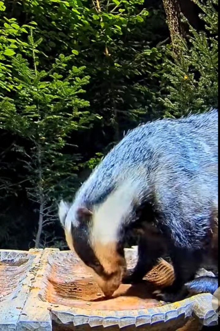 livebirdspoland_df61b8f3d76e113f77116e89058197f3.jpg