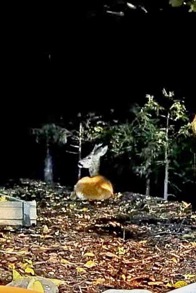 livebirdspoland_a34ec86572b08d4f52b64e7fec263783.jpg