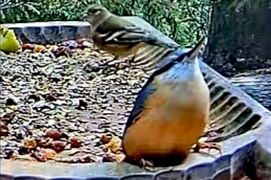 livebirdspoland_cecdbe0feed1bd9185926462328186b8.jpg