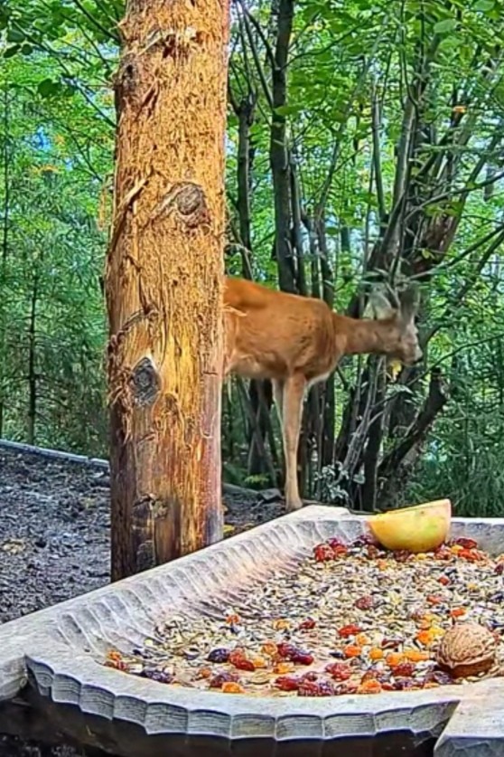 livebirdspoland_eba42f85337ba313ce5b4c15a2a7c6c8.jpg