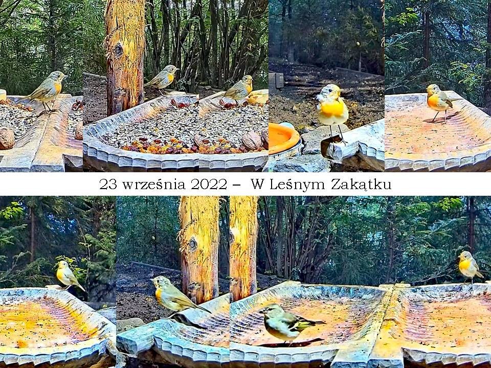 livebirdspoland_bcc09c173b4cfd236ff085bf86057022.jpg