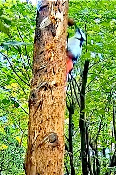 livebirdspoland_1eb683aac547609f46d4cc6582577de4.jpg