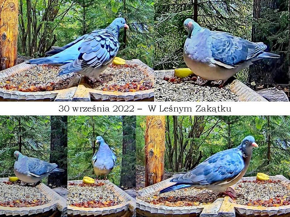 livebirdspoland_ff1317d2f85cce2ebc96629ac65ed54e.jpg