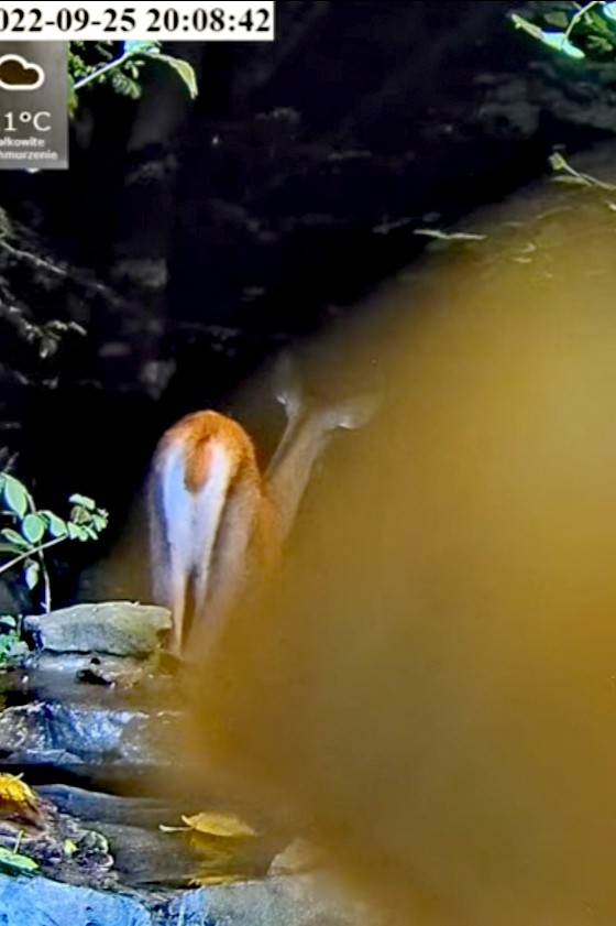 livebirdspoland_faf9fdf4f328c2b1900909816af70f34.jpg
