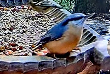 livebirdspoland_50ea5e0146de13e7bd2c68aebdb027f5.jpg