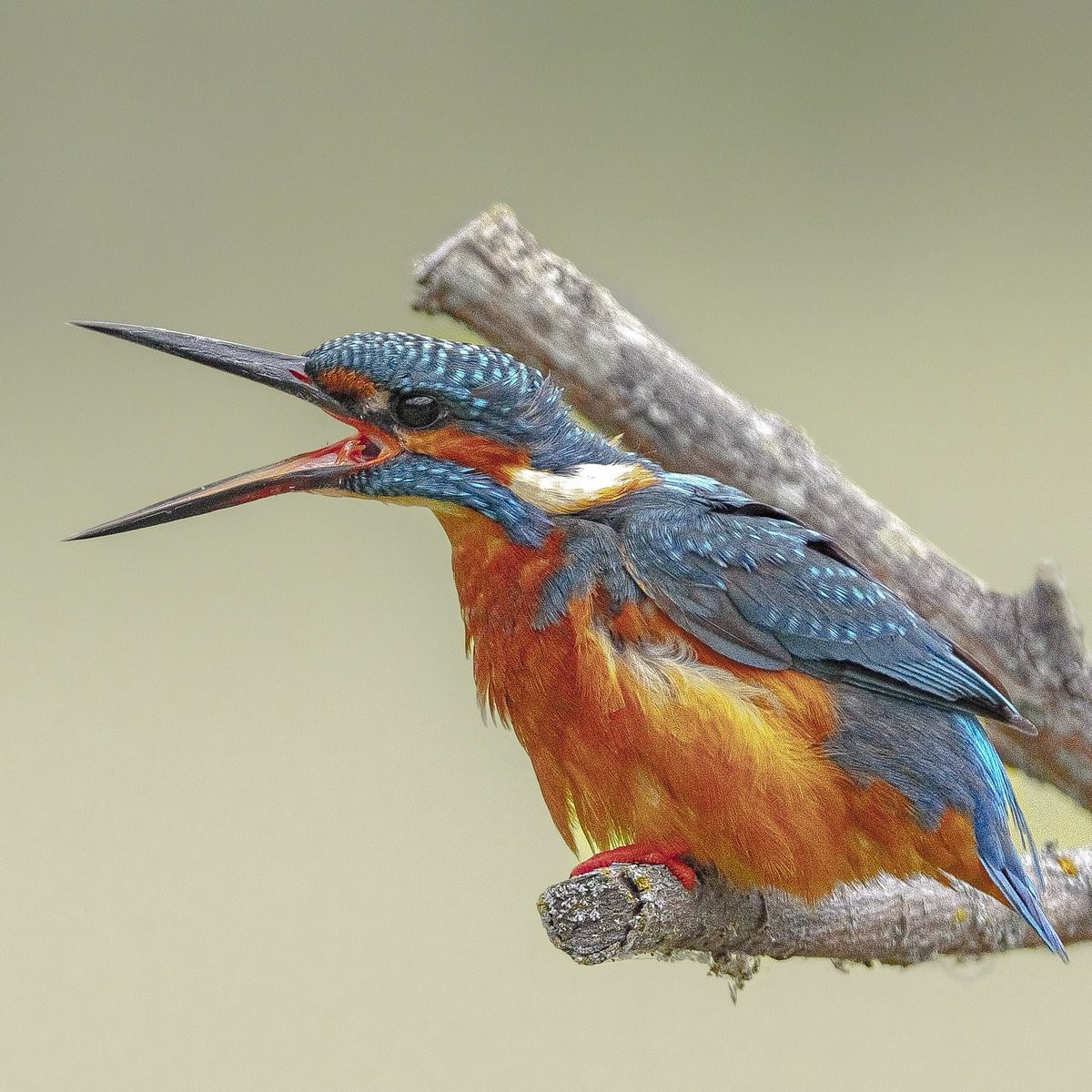 livebirdspoland_125129dc07077f709602c1656a5a97de.jpg