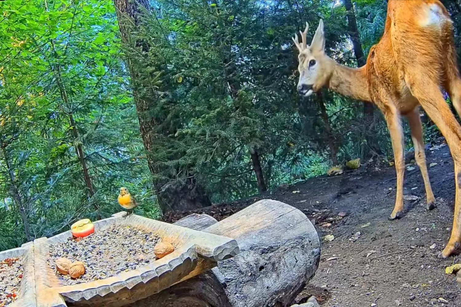 livebirdspoland_61e41d1ea74c9621b1c88dedf001a6df.jpg