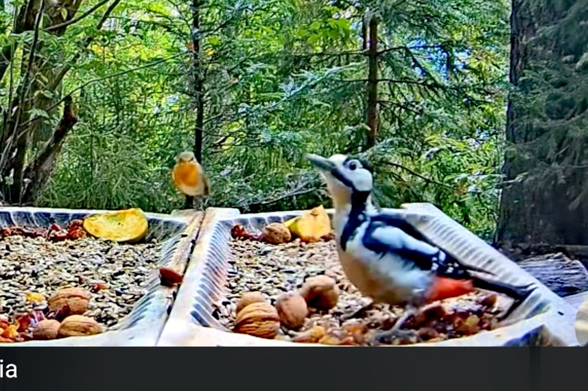 livebirdspoland_dcadffb4bb4859246e99a7f07745af95.jpg