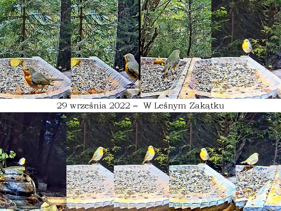 livebirdspoland_e5664a4343329807d110eb8d315d36e6.jpg