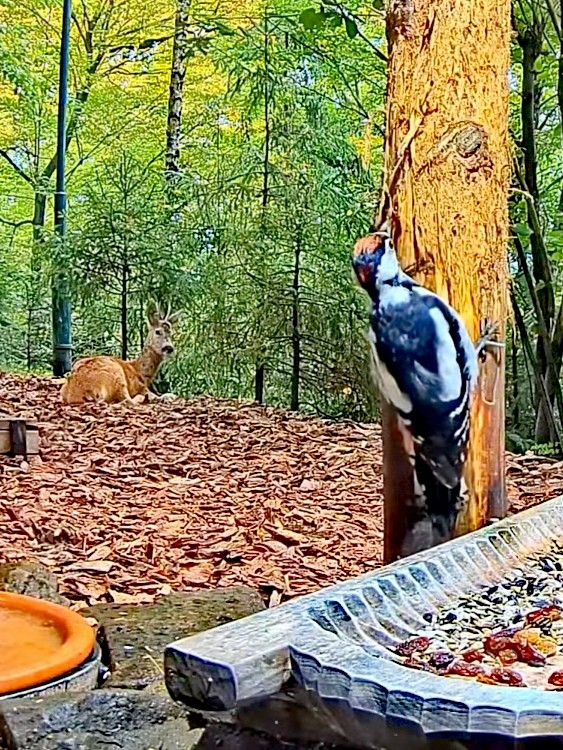 livebirdspoland_3083c4f0c19e8b4dde1e5f2d5688c868.jpg