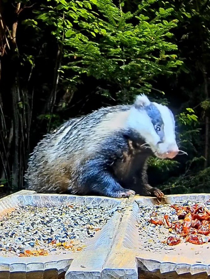 livebirdspoland_7cbcfa0b339d7f1c8398204935b9ab25.jpg