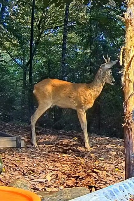 livebirdspoland_d1a949525e5167631e2e7b048150de28.jpg