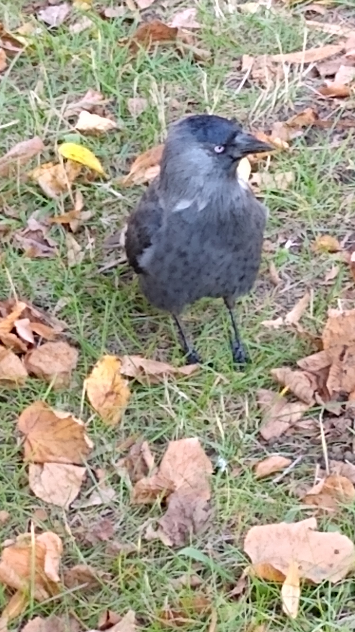 livebirdspoland_3c8920cb68624d1be7b5843f98178c85.jpg