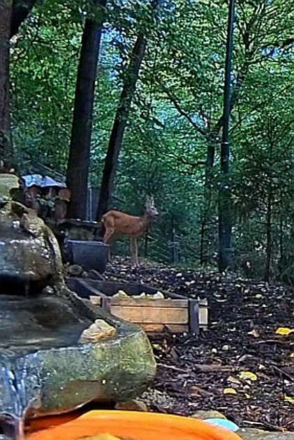 livebirdspoland_5284499fcb821d097399d0b051010b24.jpg