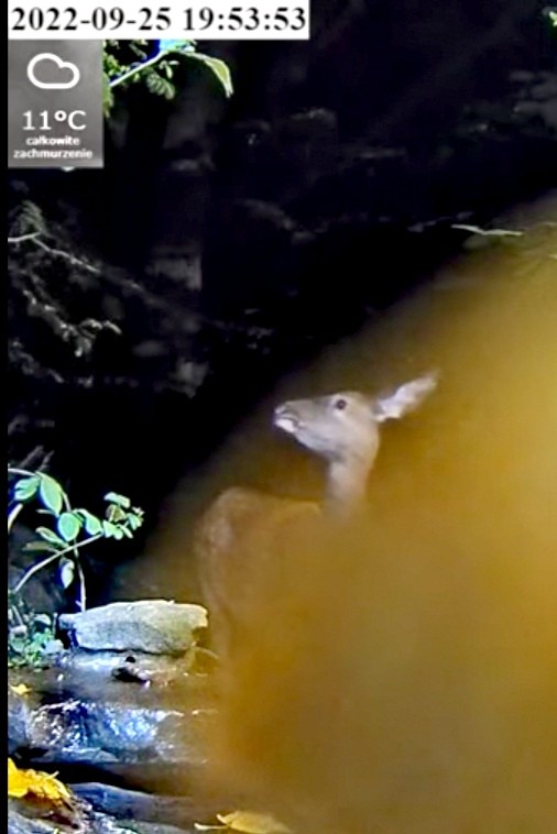 livebirdspoland_8aa1008c6e276c8061eb808cc43520b3.jpg