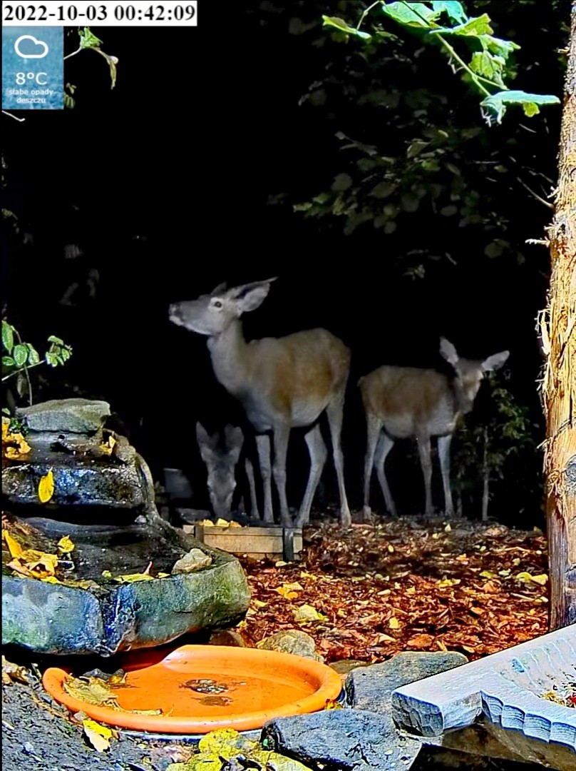 livebirdspoland_ef4033b2ad2eb88de9df442f3766354a.jpg