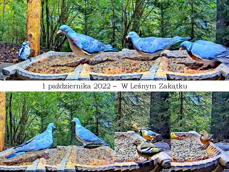 livebirdspoland_d2bbb2f7d5379ddaed100b4fdba5f1d7.jpg