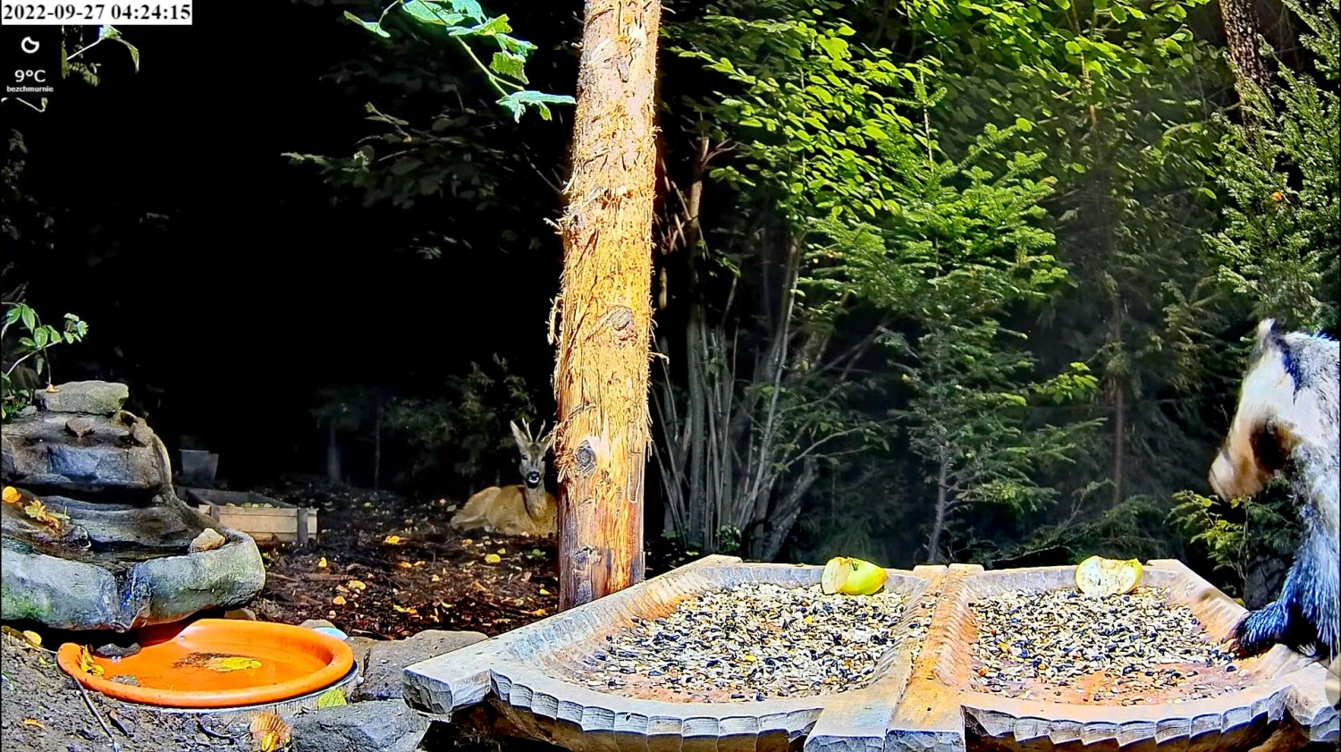 livebirdspoland_b400c9379ef7f723378db039eb51cc4b.jpg
