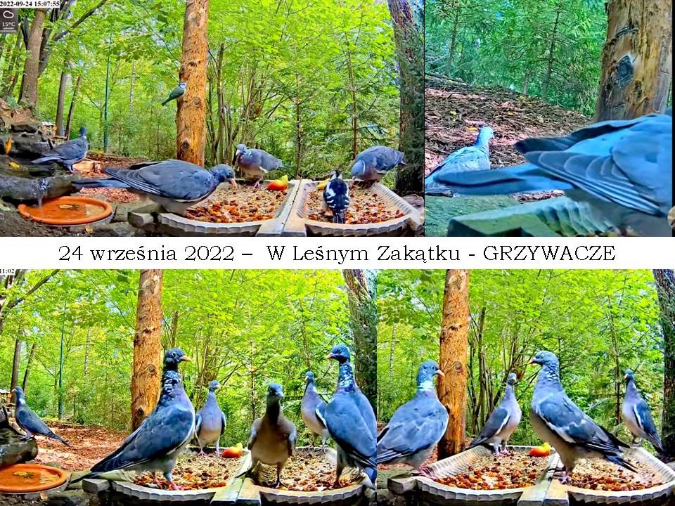 livebirdspoland_130d77075817769762b9d093a08916c6.jpg