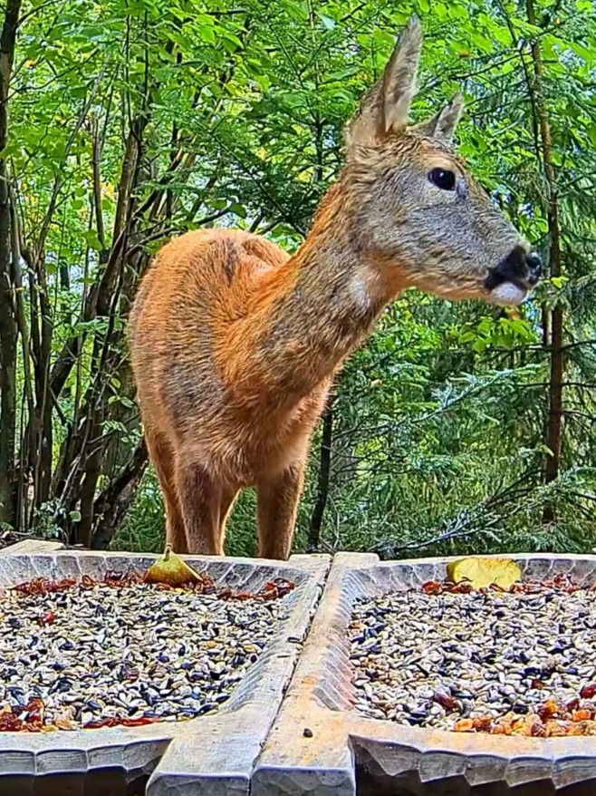 livebirdspoland_65c2f780b7737bf59470ac1d2777a820.jpg