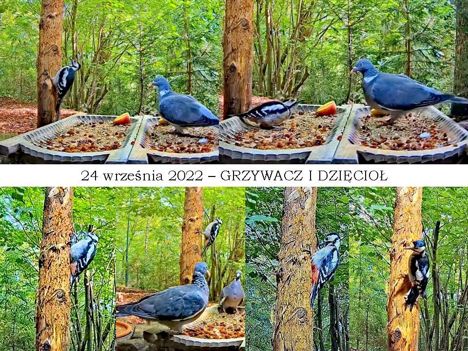 livebirdspoland_4714f5ec2994b8838b58727a8929a2c6.jpg