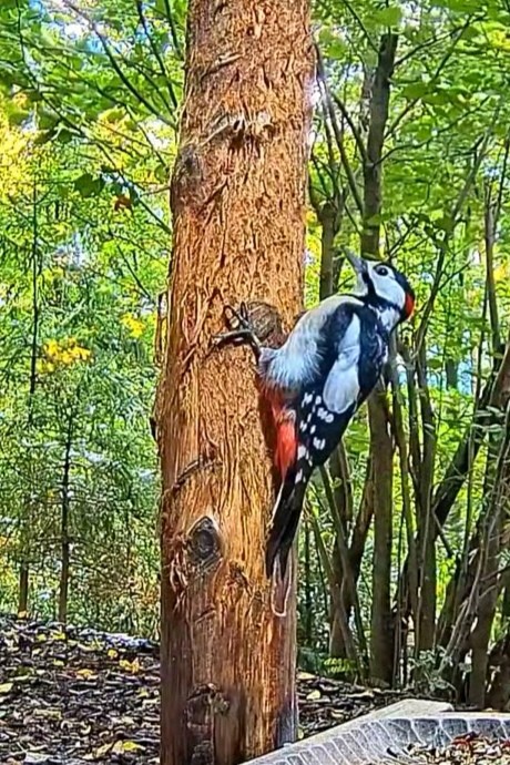 livebirdspoland_63a01a85ae0152791755d1a69b500059.jpg