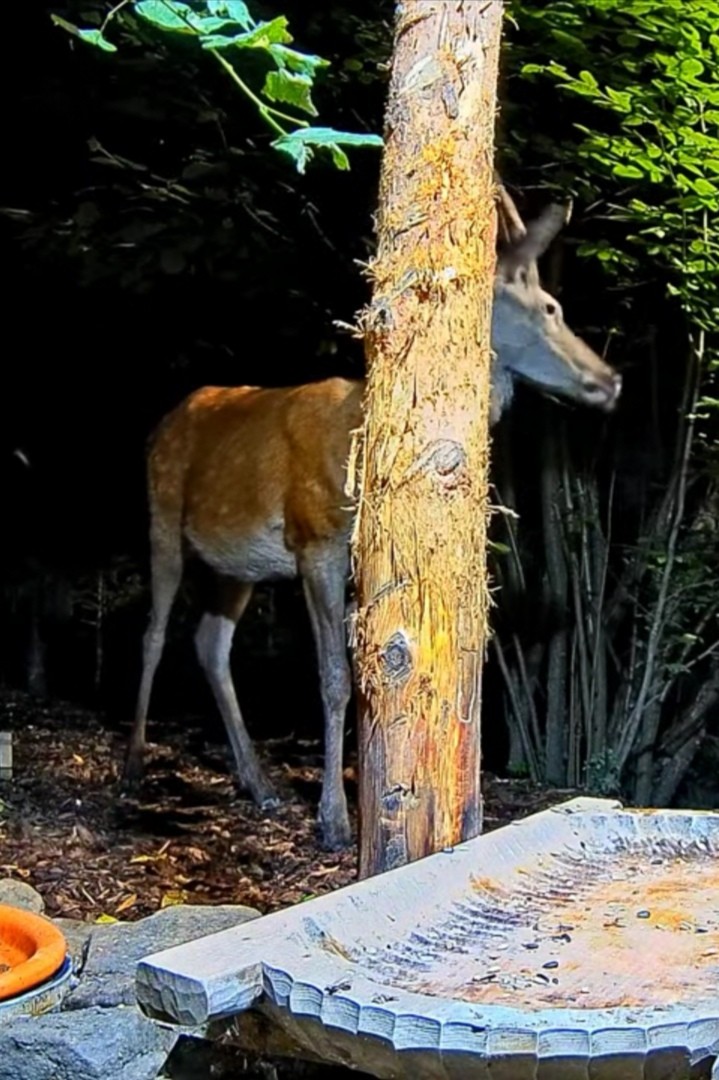livebirdspoland_26600e44726e6d2bae02b9442dda7ef8.jpg