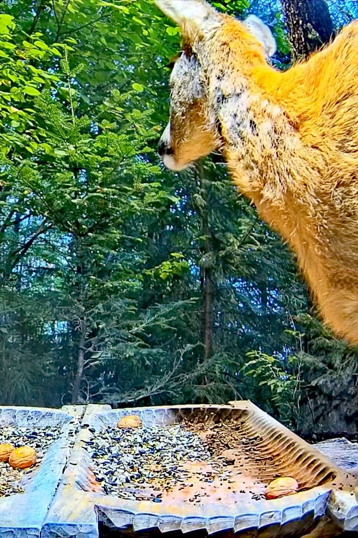livebirdspoland_8b0525dffe6abc7b7cda629fbbc6d4fa.jpg
