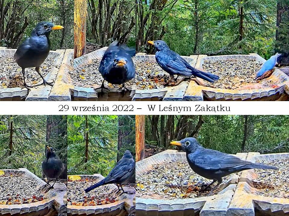 livebirdspoland_713f87c524e1db6aa74b546b25c50d91.jpg