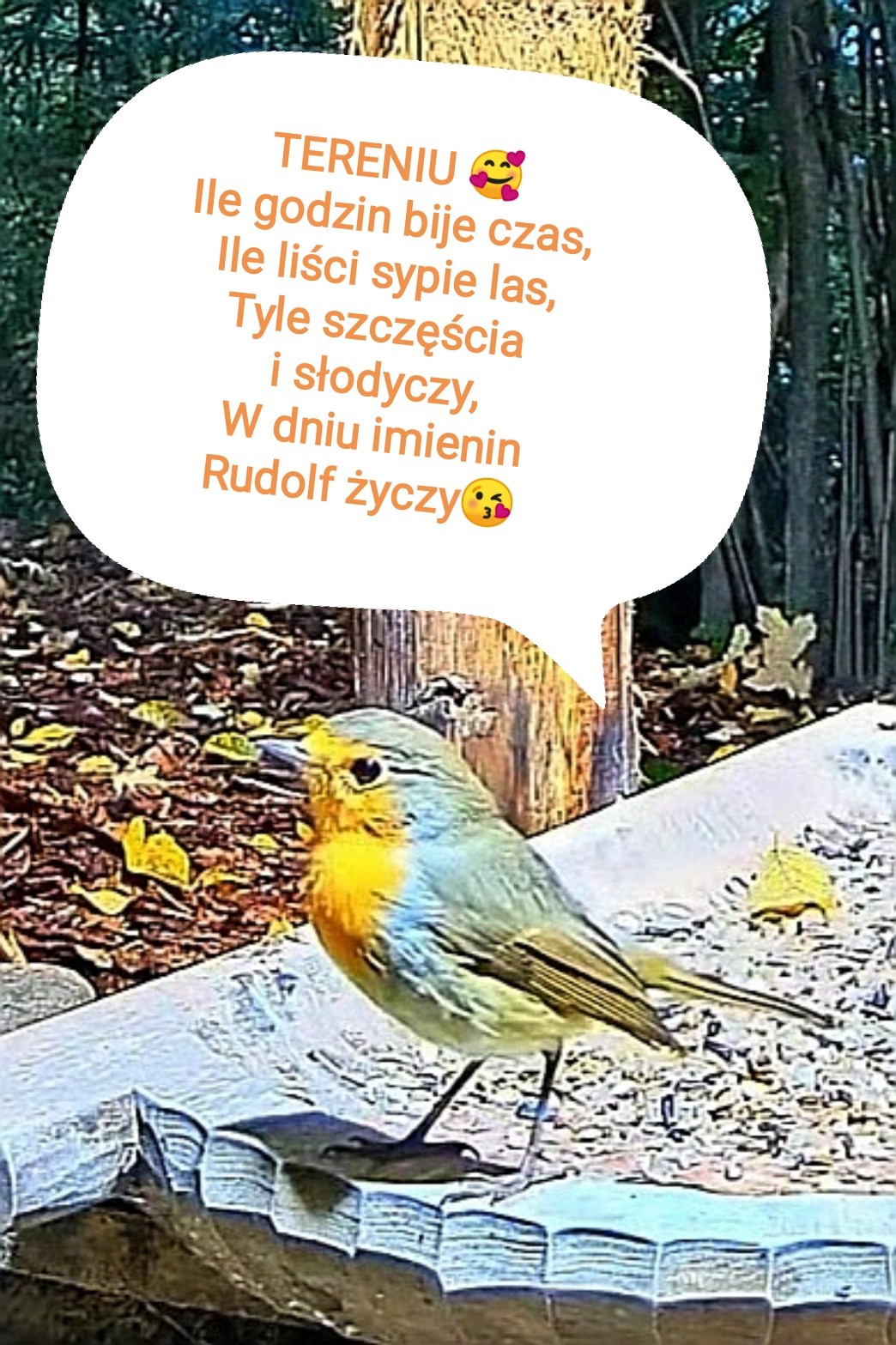 livebirdspoland_ad660f030f539970734d220b5b725fcc.jpg