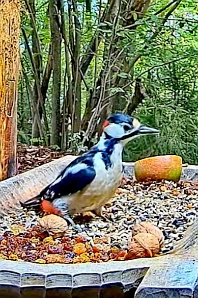 livebirdspoland_d8f514e5145c28c4fd1555da48b0cc28.jpg