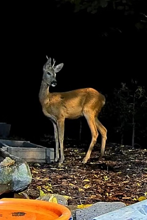 livebirdspoland_029b01e6820465346d30872a13322011.jpg