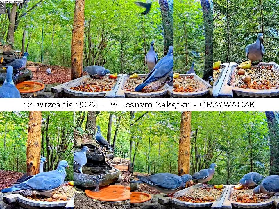 livebirdspoland_e794466b3a54aa3c11a04b2ab86c5717.jpg