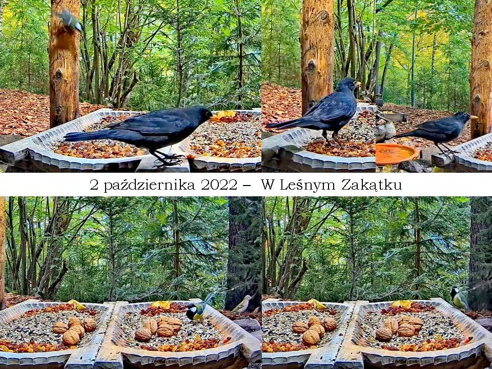 livebirdspoland_8e7993b1407149ff6812263f46386b44.jpg