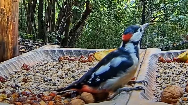 livebirdspoland_c501af120c4eb45325f7f18cb21abd10.jpg