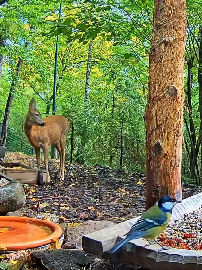 livebirdspoland_5c32806e7d0508663251151a08b67f66.jpg