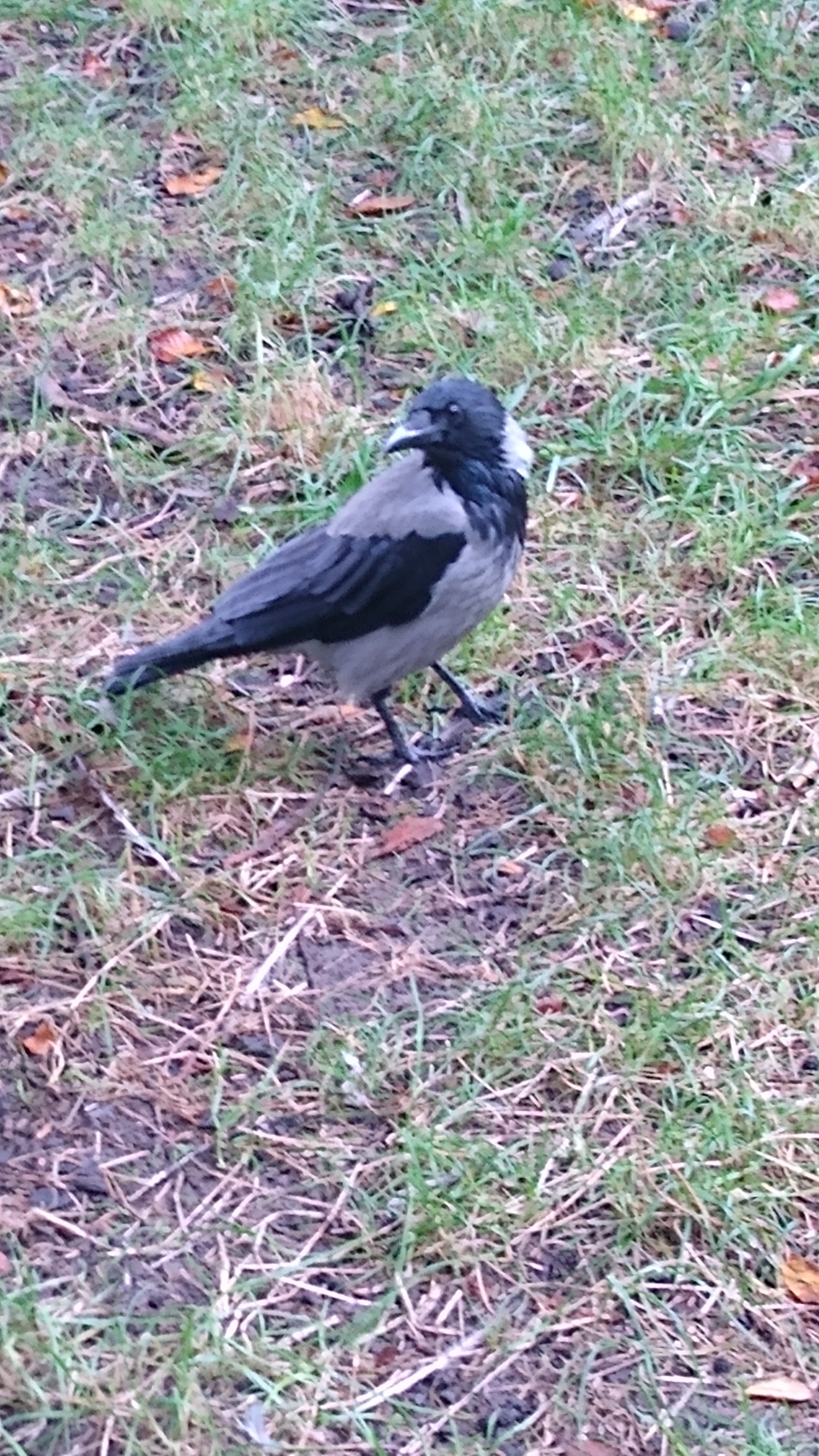 livebirdspoland_691fca8d997491080b6f09eaee7d61ab.jpg